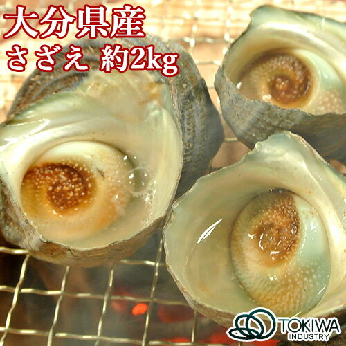 大分の海の幸 さざえ 約2kg 大分県産 栄螺 サザエ お取り寄せ つぼ焼き お刺身 貝 海鮮 BBQ 黒潮海産 トキハインダストリー【送料込】 OIKI