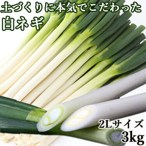 豊後大野市産 シャキシャキ甘い！ 白ネギ 2Lサイズ 3kg 有機肥料を活用 ねぎ 白ねぎ 野菜 九州産 シセイ・アグリ 【送料込】 KTBU