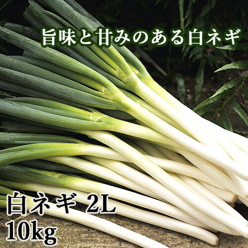 豊後大野市産 シャキシャキ甘い！ 白ネギ 太 10kg 有機肥料を活用 ねぎ 白ねぎ 野菜 九州産 シセイ・アグリ 【送料込】 KTBU