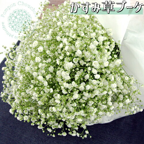 大分県玖珠産 かすみ草ラウンドブーケ(花束) 生花 カスミソウ品種ベールスター ウェディング 結婚式用 御祝い用 フラワーギフト 冷蔵発送 PomponChouchou-花と菓子と-【送料込】