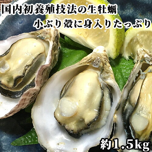 日本初採用の養殖方法で身入り抜群 生牡蠣 約1.5kg ＜※指定日必須※＞ 最適漁場の大分県大入島産 新栄丸 フリップファームシステムの大入島オイスター【送料込】生食用