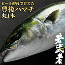 こちらの商品は冷蔵発送の為賞味期限が短くなっております。そのため、必ずお受取可能な指定日を配送希望のコメント欄(時間指定などを行う画面下部にあります)に明記頂けますようお願い申し上げます。 ※記入がない場合は発送を保留とさせて頂きます。 ※年末年始は12/30が最終発送、5日までお休みになります。 &nbsp;&nbsp;良港から獲れたての鮮度をお届けします &nbsp;■&nbsp;ビール酵母で育てた豊後ハマチ「若武者」 大分県佐伯市蒲江育ちの新ブランド魚-ビール酵母で育てた豊後ハマチ-「若武者」は生後2～3日の稚魚から一貫した養殖を行い、1年半かけて育てて販売しています。こだわりの餌による給餌でアミノ酸数値の向上と、旨味成分(イノシン酸とグルタミン酸)の上昇がみられるのが特徴です。 「若武者」は、脂乗りも良いですがくどくなくとても上品なお味です。おすすめの食べ方は、お刺身にネギと一味をかけポン酢につけて食べること！ビールにもよく合い、さっぱりといくらでも食べられます。 お刺身から、鰤しゃぶ、竜田揚げ、りゅうきゅう・・・色んなレシピを動画で見て頂けるリーフレットもお付けいたします。 &nbsp;■&nbsp;調理レシピ ＜豊後ハマチ若武者の竜田揚げ＞ 若武者の切り身(鰤)5切れ程度 お好みの衣(小麦粉→卵→パン粉)または(片栗粉オンリー) ☆しょうが適量 ☆にんにく適量 ☆薄口醤油小さじ1 ☆酒小さじ1 (1)1.5～2cm程度の厚さの切り身を準備します。 (2)☆の調味料を全て混ぜ合わせ、ジップロックや袋に切り身と一緒に入れて揉み込みます。 (3)30分程冷蔵庫で寝かせます。 (4)余分な水分をしっかり取り、お好みの衣を付けて下さい。 (5)フライパンに油を熱し(大さじ2～)両面揚げ焼きをします。お皿に盛り付けたら完成です！ 商品名 豊後ハマチ「若武者」 名称 ハマチ 内容量 丸一本(約3.5kg前後※時期によってサイズが変わる事があります) 商品コード J0000000741002 産地 大分県 賞味期限 到着後冷蔵で2日以内 保存方法 冷蔵(5℃以下)で保存して下さい。 生産販売元 浪井丸天水産 大分県佐伯市蒲江大字西野浦 区分 食品産地直送 産直 クール便 のし ぶり ブリ 鰤 はまち ハマチ めじろ メジロ 活け締め 活けじめ 活けしめ 活〆 活しめ 活じめ いけしめ 生食用 養殖ぶり お刺身 さしみ しゃぶしゃぶ 寿司 すし 照り焼き てりやき 酒の肴 おつまみ 片身 ブリしゃぶ 漬け焼き ぶり照り 海鮮丼 鮮度抜群 忘年会 お歳暮 迎春 贅沢グルメ チルド バナナマンのせっかくグルメ りゅうきゅう 漬け づけ 漬け丼 づけ丼 あつめし 熱めし アツ飯 あつ飯 熱飯し 熱メシ あつめし丼 熱めし丼 アツ飯丼 あつ飯丼 熱飯し丼 熱メシ丼 りゅうきゅう丼 ヅケ丼 漬けどん 漬けドン づけどん ヅケどん づけどん ヅケドン たれ漬け タレ漬け タレづけ たれヅケ たれづけ タレヅケ 漬け飯 ヅケ飯 づけ飯 漬けメシ 漬けめし づけメシ ヅケめし づけめし ヅケメシ 漁師飯し 漁師めし 漁師メシ 御正月 お正月 御年賀 お年賀 御年始 母の日 父の日 初盆 お盆 御中元 お中元 お彼岸 残暑御見舞 残暑見舞い 敬老の日 寒中お見舞 クリスマス お歳暮 御歳暮 御見舞 退院祝い 全快祝い 快気祝い 快気内祝い 御挨拶 ごあいさつ 引越しご挨拶 引っ越し お宮参り御祝 志 進物 御供 お供え物 御霊前 香典返し お土産 帰省土産 ゴールデンウィーク GW バレンタインデー バレンタインデイ ホワイトデー ホワイトデイ お花見 ひな祭り 端午の節句 こどもの日 スウィーツ プレゼント 御礼 お礼 謝礼 御返し お祝い返し 御見舞御礼