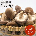 干し椎茸日本一の大分県産 湯布院生まれの生しいたけ 1kg 無農薬栽培 100%国産 由布のしいたけ ...