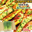 農薬・化成肥料不使用 国東市産 森さんのネギ 500g お試し用 農未来LAB【送料込】