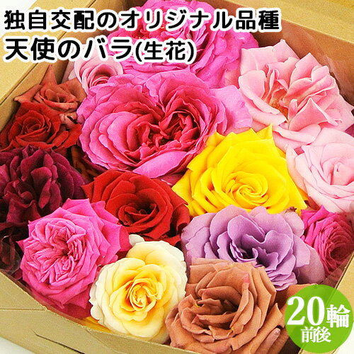 まるで宝石箱!! 天使のバラ フラワーボックス(生花) 色MIX 20輪前後 食べられるほど安心な薔薇 フラワーギフト アレンジメント アトリエ天使のバラ ほん...