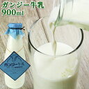 大分県産 生乳100％ 希少なガンジー牛乳 900ml 高乳脂肪分のゴールデンミルク(冷蔵) ホモゲナイズ 久住高原 ガンジー牧場【送料込】