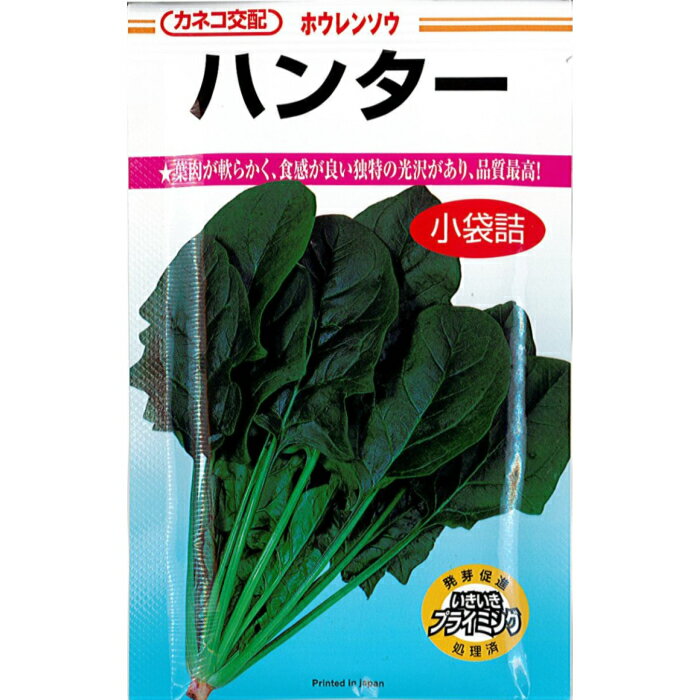 カネコ 種苗 ホウレンソウ 種子 「ハンター」 小袋（32ml）規格 種 野菜種 野菜種子 早生 8月 9月 10月 11月 12月 1月 2月 3月 4月 まき 濃い緑 アク　少ない 法蓮草 ほうれん草 直売所 家庭菜園のサムネイル