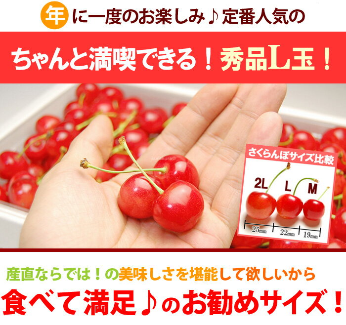 山形 さくらんぼ 佐藤錦 (L玉/1kg) 山形産 露地栽培 秀品 サクランボ 桜桃 チェリ...