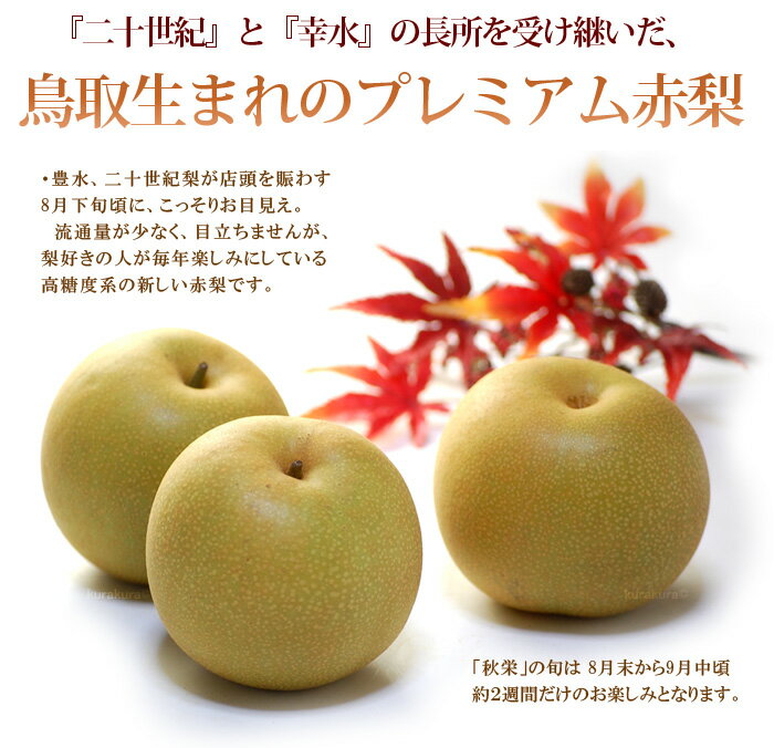 秋栄梨 5-6玉 (約2kg) 鳥取産 秀品 あきばえ 梨 なし ナシ pear 光センサー 大玉 秋栄 食品 フルーツ 果物 和梨 赤梨 残暑見舞い ギフト お供え 御供え 甘い 人気 男性 女性 喜ばれる 2025 送料無料