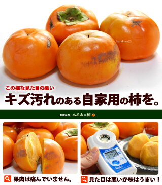 訳あり富有柿(約7.5kg)和歌山九度山産 ふゆう柿 ふゆうがき ご家庭用 ワケアリ 食品 フルーツ 果物 柿 送料無料
