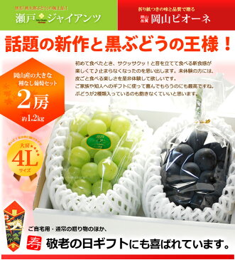 4L限定 瀬戸ジャイアンツ1房×岡山ピオーネ1房(計1.3kg前後)岡山産 ぶどう 大房 大粒 ギフト 贈答用 秀 送料無料
