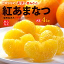 紅甘夏 みかん 2L-3L (約4kg) 鹿児島産 秀品 紅あまなつ 紅甘夏 甘夏みかん あまなつ 甘夏 甘夏柑 みかん 夏みかん 4キロ 大玉 甘い 秀品 高糖度 鹿児島県 出水 食品 フルーツ 果物 みかん あまなつ 送料無料