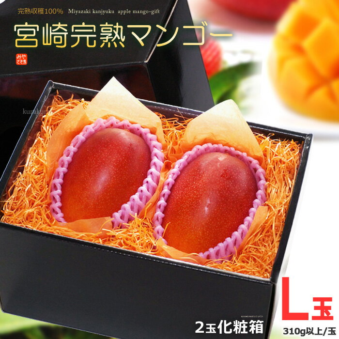 宮崎マンゴー(L×2玉/約600g)宮崎産 秀品 ギフト 贈答 国産 高糖度 甘い 食品 フルーツ 果物 マンゴー 送料無料