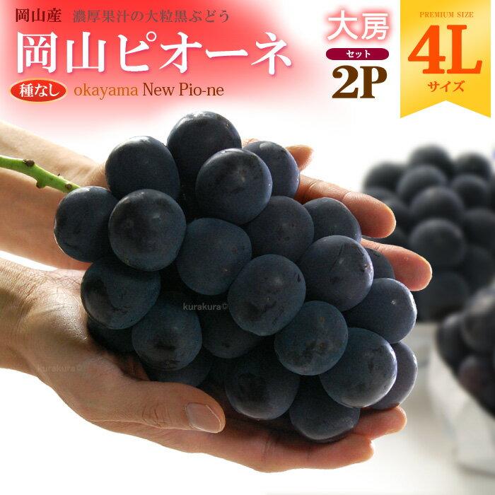 岡山ピオーネ 4L×2房 (約1.2kg) 岡山産 秀品 ぴおーね ぶどう ブドウ 葡萄 種無し pione 食品 フルーツ 果物 ブドウ ギフト 贈答 進物 お供え 御供え 送料無料のサムネイル