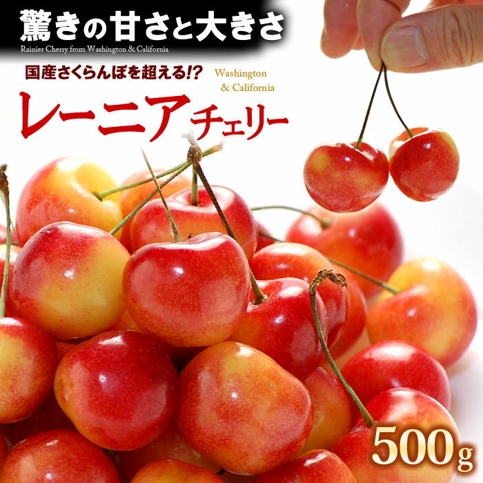 レーニア チェリーGEE WHIZ (ジーウィズ) (約500g) アメリカワシントン州産 オービル農園 オービルフルーツ社 レイニア チェリー サクランボ 食品 フルーツ 果物 さくらんぼ アメリカンチェリー 送料無料