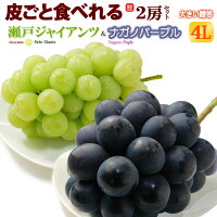 4L限定 瀬戸ジャイアンツ1房×ナガノパープル1房(計1.3kg前後)岡山産/長野産 ぶどう 秀品 皮ごと 種無し 食品 フルーツ 果物 ブドウ ギフト 送料無料