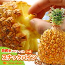 スナックパイン(5kg前後)沖縄産 パイン 食品 フルーツ 果物 パイナップル 高糖度 甘い 送料無料 その1