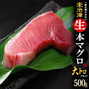 生本マグロ 大トロ ブロック (約500g) 国産 (主に 鹿児島産 長崎産 高知産) 蓄養 生まぐろ 生マグロ 生鮪 大トロ 大とろ 生本まぐろ 本まぐろ 本鮪 まぐろ マグロ まぐろ 鮪 食品 魚介類 水産加工品 マグロ トロ ギフト 贈答 送料無料