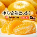 ゆら八朔(約3kg)和歌山産 はっさく 八朔 ハッサク 由良...