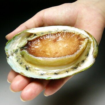 活〆冷凍あわび(1kg)タスマニア産 生食用 刺身 アワビ 鮑【02P27May16】