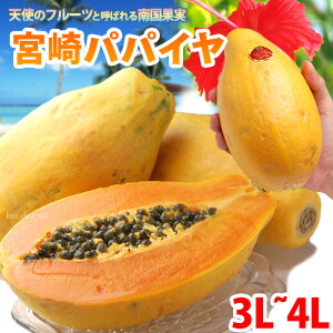 宮崎パパイヤ3L-4L(約2kg)宮崎産 秀品 ギフト 贈答 国産 完熟 パパイア サンライズソロ 食品 フルーツ 果物 パパイヤ 送料無料