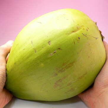 ヤシの実（5玉）フィリピン産 ココナッツ ヤシノミ やしの実 椰子の実 ココヤシ ジュース 送料無料