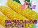 かんかん娘LLAランクのみ!産地限定極甘とうもろこし田んぼ育ちの極上甘々娘3キロ1本400g以上8本入山梨県市川三郷産