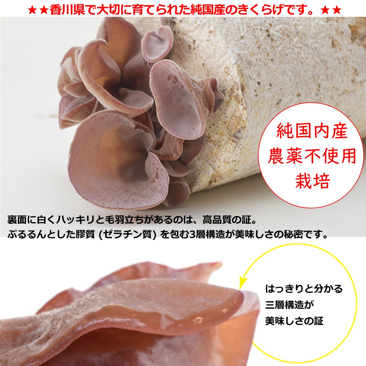 送料無料 メール便 お徳用 さぬきくらげ 冊 ( 香川県産 乾燥 きくらげ ) 100g 袋入り 国産 讃岐 木耳 大容量 大袋 業務用 カット済み スライス 刻み あらげきくらげ 無農薬 食物繊維 ビタミンD 低カロリー 漢方 薬膳 中華料理 きくらげハウス 健康 ヘルシー 2