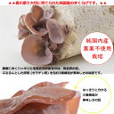 送料無料 メール便 さぬきくらげ 丸 ( 香川県産 乾燥 きくらげ ) 10g ×2袋国産 讃岐 きくらげ 木耳 ホール あらげきくらげ 無農薬 食物繊維 ビタミンD 低カロリー 漢方 薬膳 中華料理 きくらげハウス お試し 健康 ヘルシー ポイント消化 2