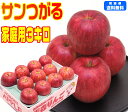 【9月りんご第1弾】【常温便送料無料】青森りんご サンつがる 家庭用 3キロもぎたて りんご 林檎 Apple癖の無い甘さが魅力的青森県からもぎたてを産地直送!毎日のフルーツや贈り物にもピッタリ♪Pro 楽天 スムージー 健康 訳あり さっぱり 16