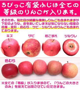 グルメ大賞5度受賞のサンふじと同じ品種【常温便送料無料】高糖度 ちびっこ有袋ふじ家庭用　3キロ 12個〜13個入 小玉サイズ 青森県産 CA貯蔵産地直送 フルーツ コールドプレスやスムージーにも♪Pro Apple 青森りんご 訳あり 健康 さっぱりとおいしい 11