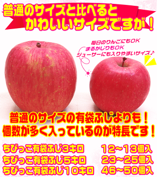 グルメ大賞5度受賞のサンふじと同じ品種【常温便送料無料】高糖度 ちびっこ有袋ふじ家庭用　3キロ 12個〜13個入 小玉サイズ 青森県産 CA貯蔵産地直送 フルーツ コールドプレスやスムージーにも♪Pro Apple 青森りんご 訳あり 健康 さっぱりとおいしい 11