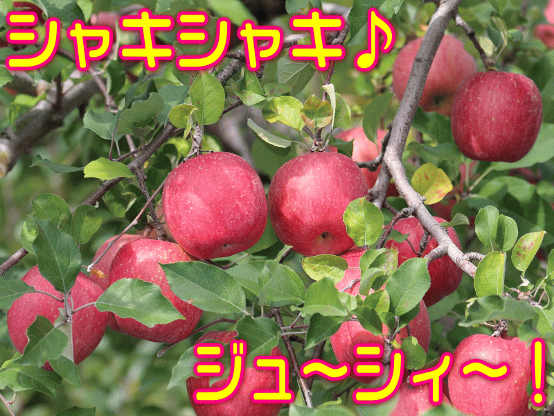 ����������7�ټ��� �����٥���դ�������10�����ﲹ������̵���ڤ���ʸ��˽缡ȯ���桪�ۻ���ľ����Ź���ֿ͵��ʼ� �������� �ܤηä� ��� Pro�⤮���� Apple �Ť� �Ŀ����� �դ� �ե롼�� 16������ �� ������ɥץ쥹 ���ࡼ�����ˤ� �߲�ʪ