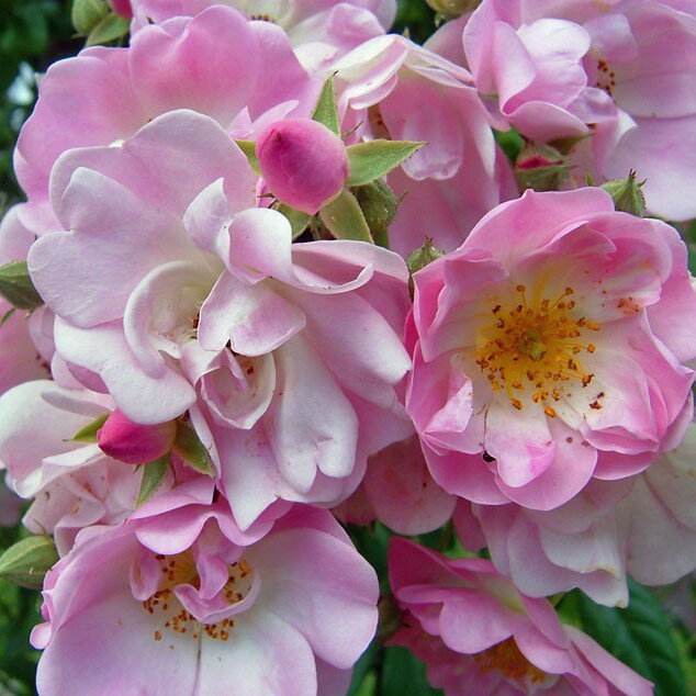 バラ苗 / アップル・ブロッサム / 国産苗 / 大苗 / 6号硬質ローズポット