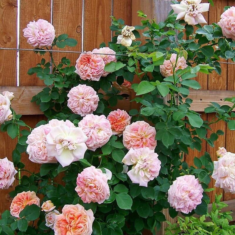 バラ苗 / アルキミスト / 国産苗 / 大苗 / 6号硬質ローズポット