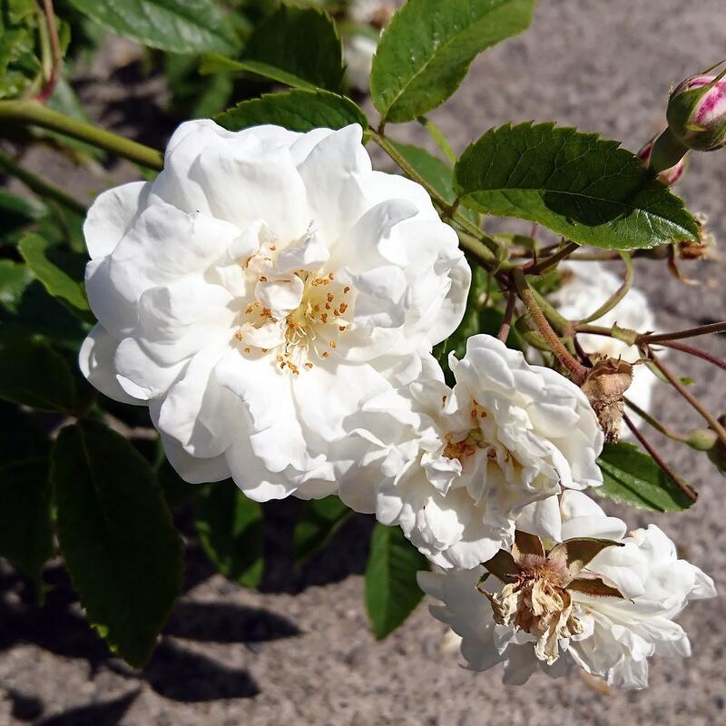 商品情報サイズ鉢サイズ：3.5リットル6号ポット枝の長さ：20〜30cm注意点※品種データーは北海道十勝地方基準です。目安としてご参照ください。※花苗は努めて良質なものをお届け致しますが、色、形、育成については環境、季節により異なります。※...