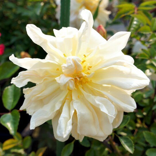 商品情報サイズ鉢サイズ：3.5リットル6号ポット枝の長さ：20〜30cm注意点※品種データーは北海道十勝地方基準です。目安としてご参照ください。※花苗は努めて良質なものをお届け致しますが、色、形、育成については環境、季節により異なります。※...