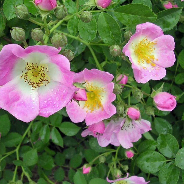 バラ苗 / キュー・ランブラー / 国産苗 / 三年生長尺苗 / 6号硬質ローズポット