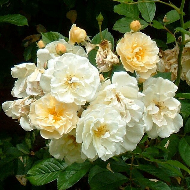 バラ苗 / ゴールド・フィンチ / 国産苗 / 大苗 / 6号硬質ローズポット