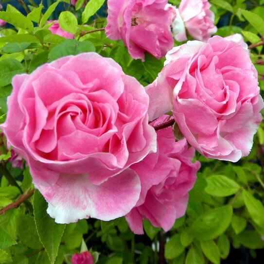 バラ苗 / 春がすみ / 国産苗 / 大苗 / 6号硬質ローズポット...