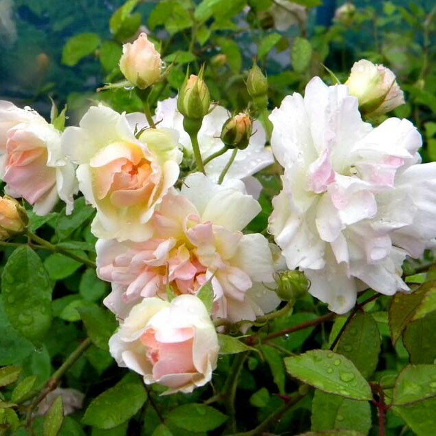 バラ苗 / フィリス・バイド / 国産苗 / 大苗 / 6号硬質ローズポット