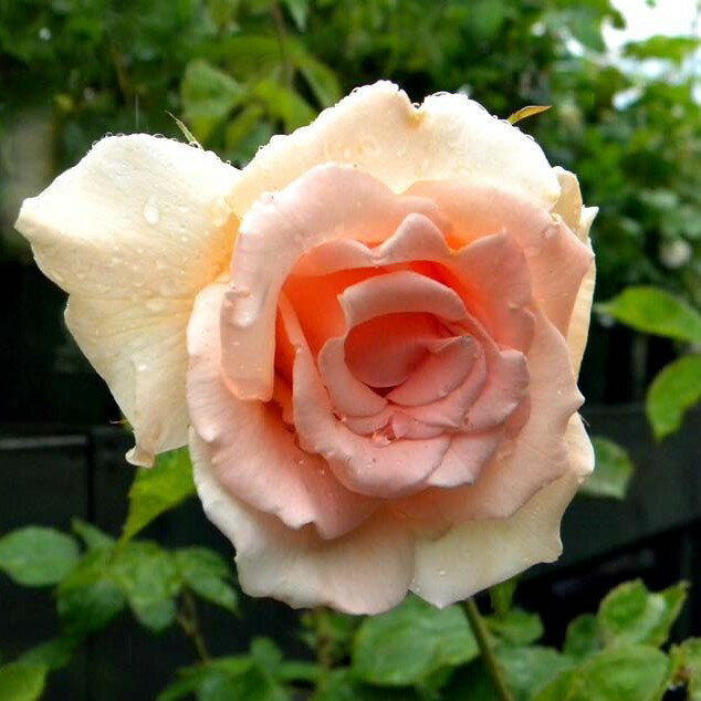 バラ苗 / ブレス・オブ・ライフ / 国産苗 / 大苗 / 6号硬質ローズポット