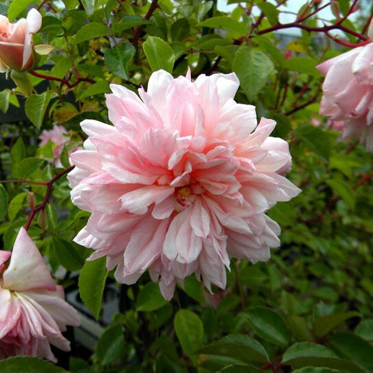 バラ苗 / ポール・ノエル / 国産苗 / 大苗 / 6号硬質ローズポット