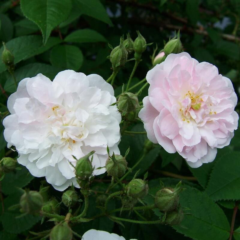 商品情報サイズ鉢サイズ：3.5リットル6号ポット枝の長さ：20〜30cm注意点※品種データーは北海道十勝地方基準です。目安としてご参照ください。※花苗は努めて良質なものをお届け致しますが、色、形、育成については環境、季節により異なります。※...