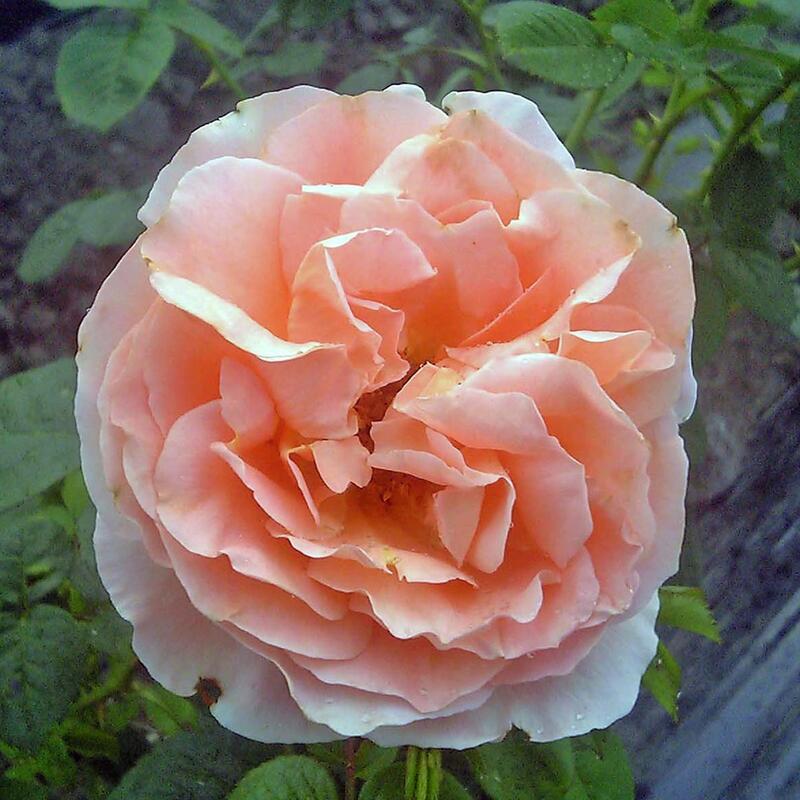 商品情報サイズ鉢サイズ：3.5リットル6号ポット枝の長さ：20〜30cm注意点※品種データーは北海道十勝地方基準です。目安としてご参照ください。※花苗は努めて良質なものをお届け致しますが、色、形、育成については環境、季節により異なります。※...