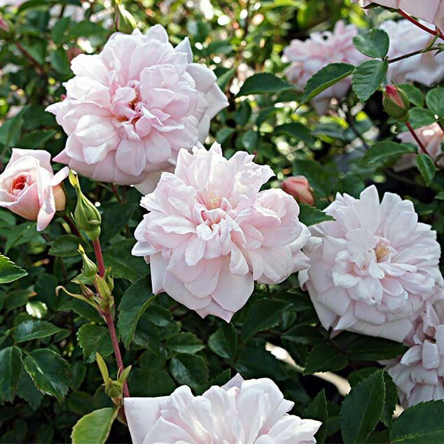 バラ苗 / マダム・アリス・ガルニエ / 国産苗 / 大苗 / 6号硬質ローズポット