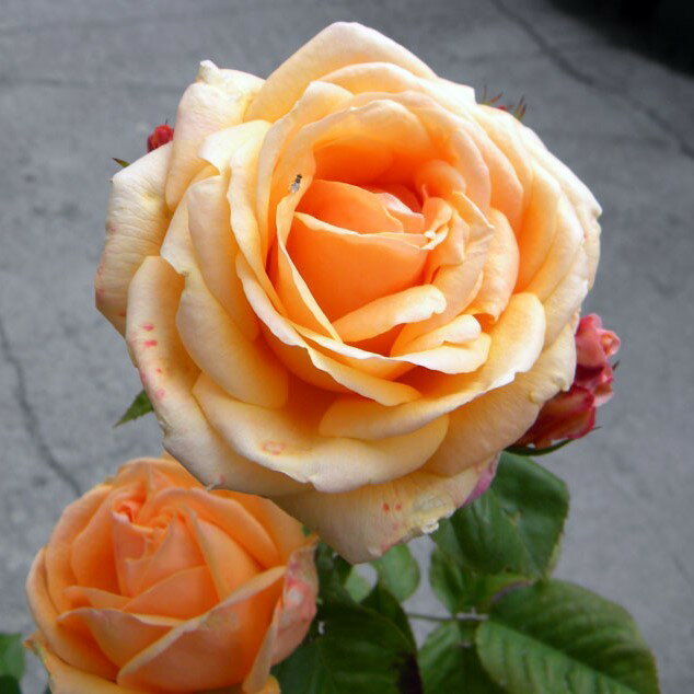 �o���c   ���[�s���O   ���Y�c   ��c   6���d�����[�Y�|�b�g