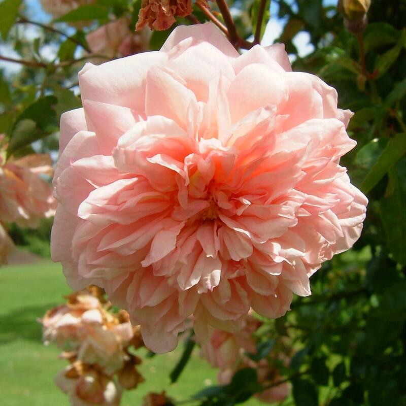 バラ苗 / ポール・トランソン / 国産苗 / 大苗 / 6号硬質ローズポット...