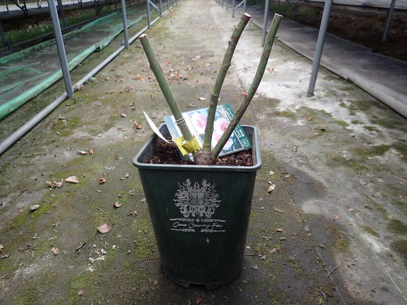 �Х��� / �⡼�����󡦥ҥ륺 / ͢���� / ���� / 6��ż��������ݥå�