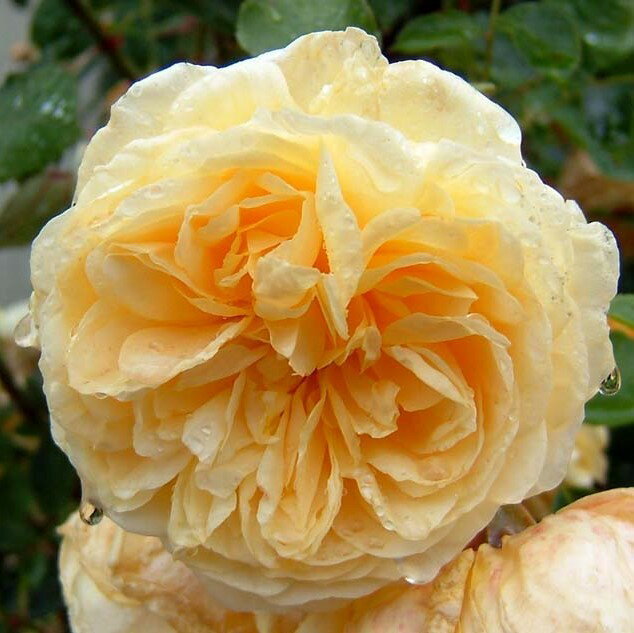 バラ苗 / ティージング・ジョージア / 輸入苗 / 大苗 / 6号硬質ローズポット